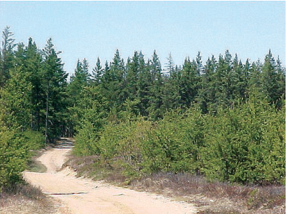  Kirtland's Wabler Jackpine