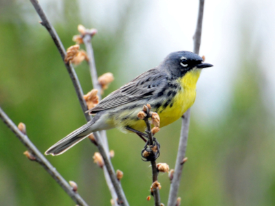  Kirtland's Wabler Jackpine